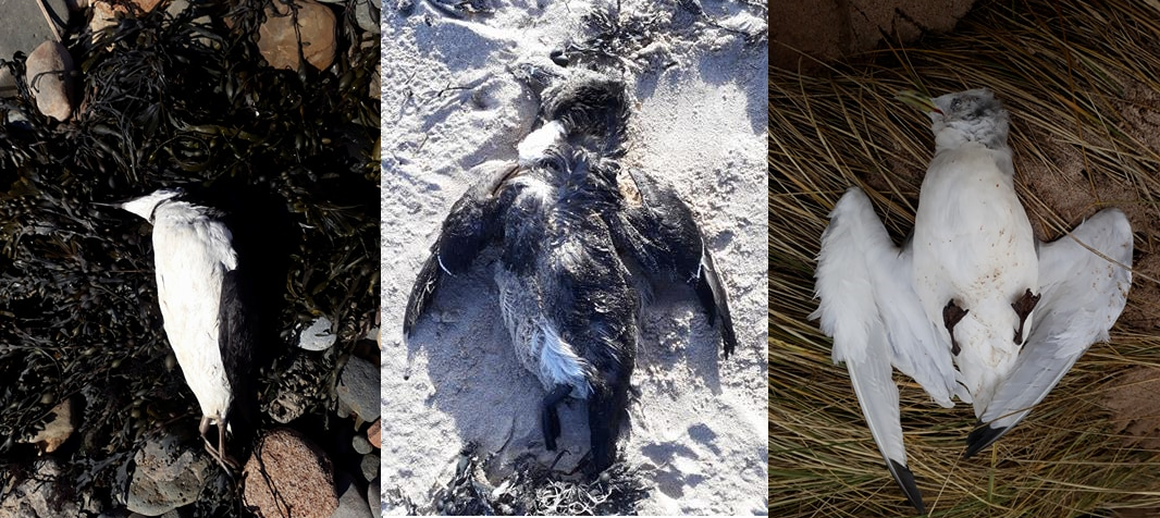 Dead seabirds from Beast from the East