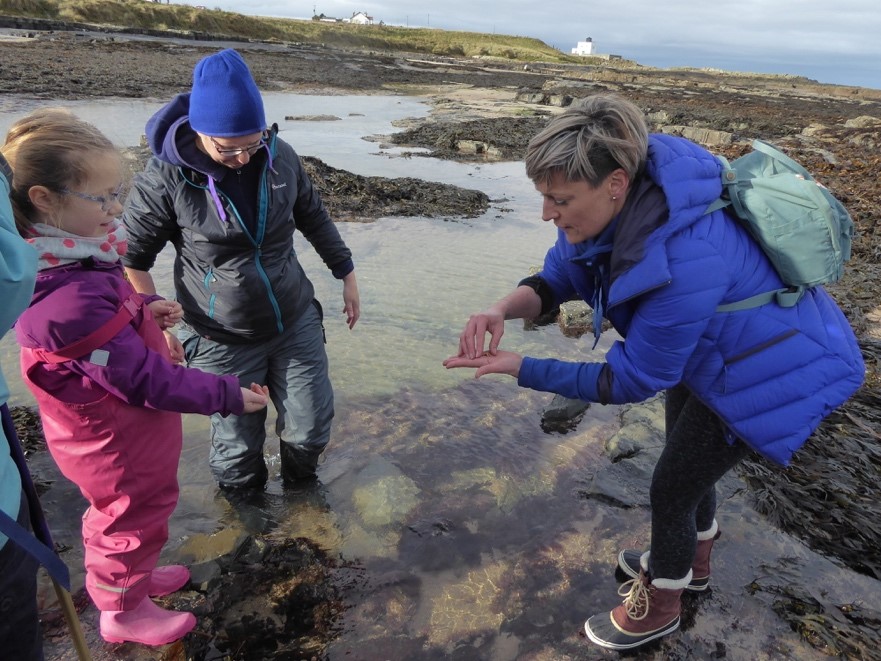 Purple Henry, Dahlia Anemones and carnivorous Whelks, just a few treasures discovered on our first Rocky Shore Safari