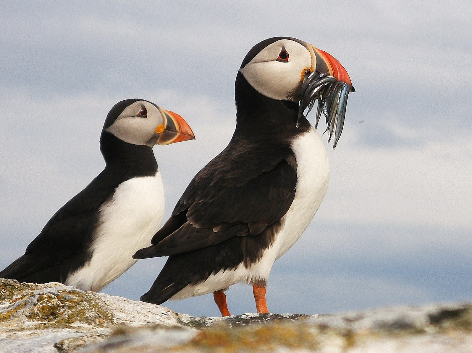 The Farne Islands Trip That Never Was