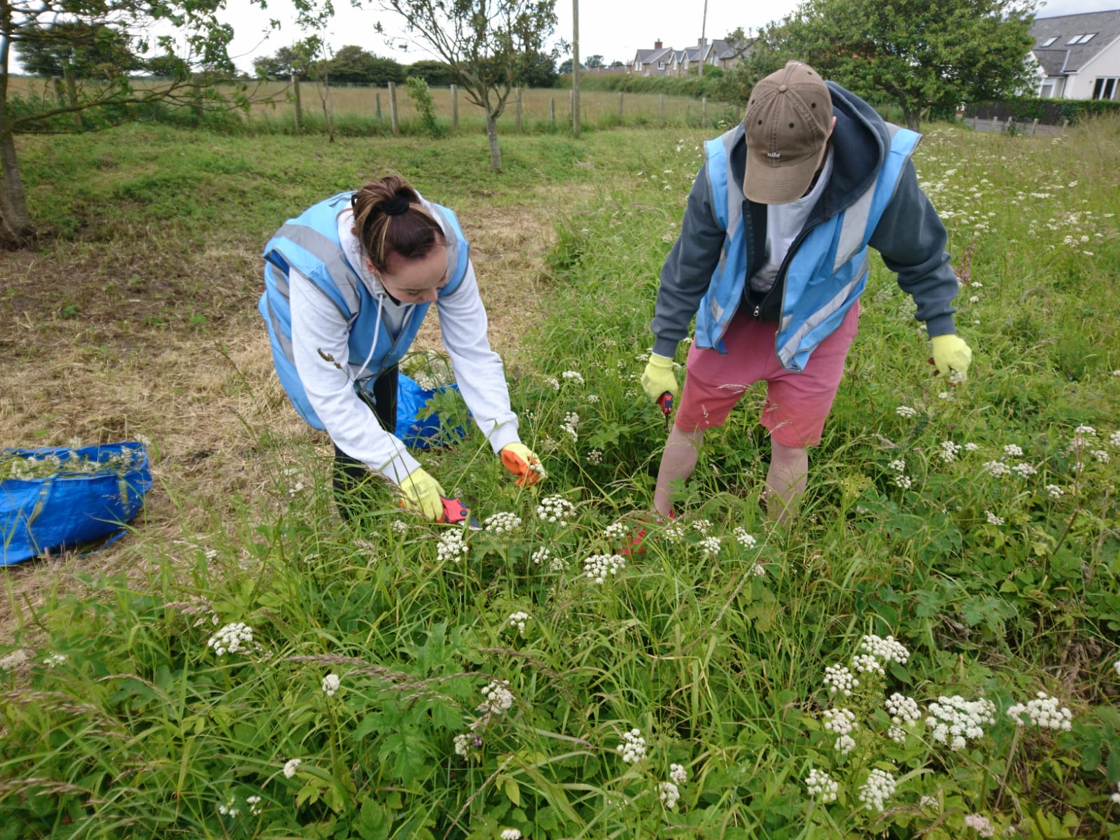 Coast Care volunteers working on the wildflower meadow